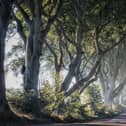 The iconic  Dark Hedges. Pic: Discover NI