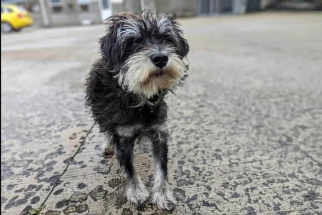 Wallace is a beautiful three-year-old Miniature Schnauzer who hasn't experienced many nice things in life. (Pic: Dogs Trust)