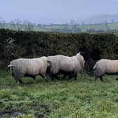 Northern Ireland sheep