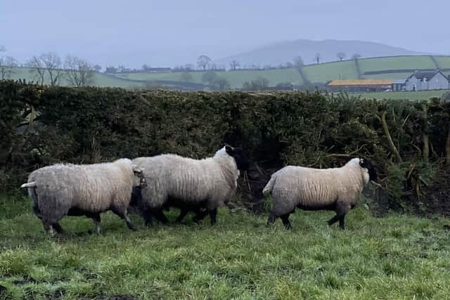 Northern Ireland sheep