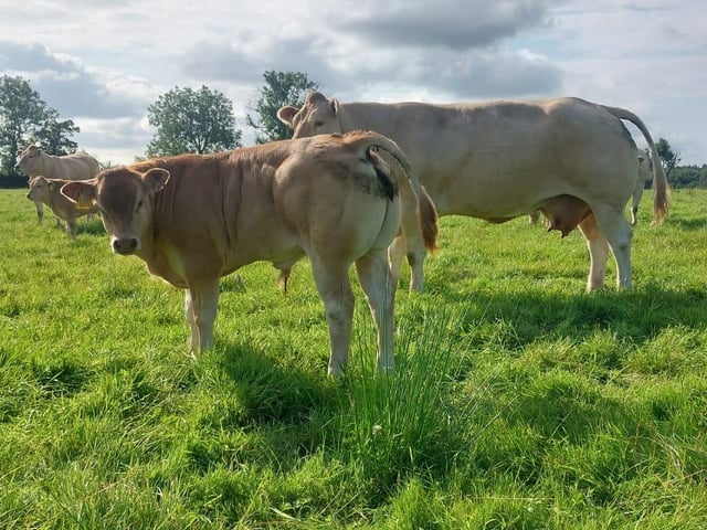 Reserve Best Cow and Calf; Lyon Octavia and Buccaneer at foot.