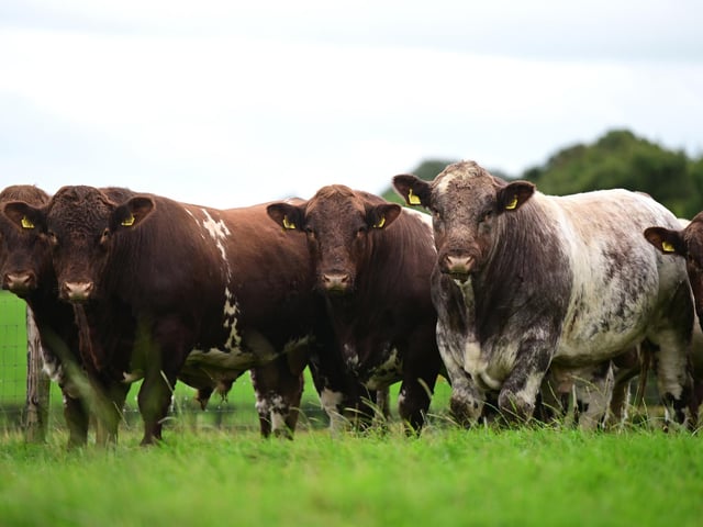 A feature of the sale is a number of service age bulls on offer bred from the heart of the Shaw's top performing cow families. They include Warrior who was recently crowned the Champion Bull at the NI Beef Shorthorn Club's Herds Competition.