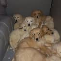 Some of the pups which were rescued at Belfast Port