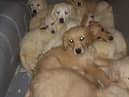 Some of the pups which were rescued at Belfast Port