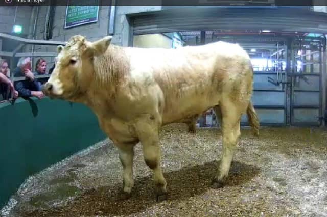 The top priced bullock at Omagh Mart this week sold to £2260. Picture: Omagh Mart