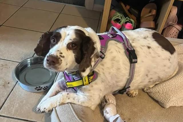 Five-year-old Springer Spaniel Belle is hoping to find a calm and loving home where she can take her time settling in and continue to grow in confidence.