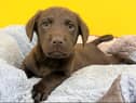 Copper and her siblings are available to rehome. (Image: Dogs Trust)