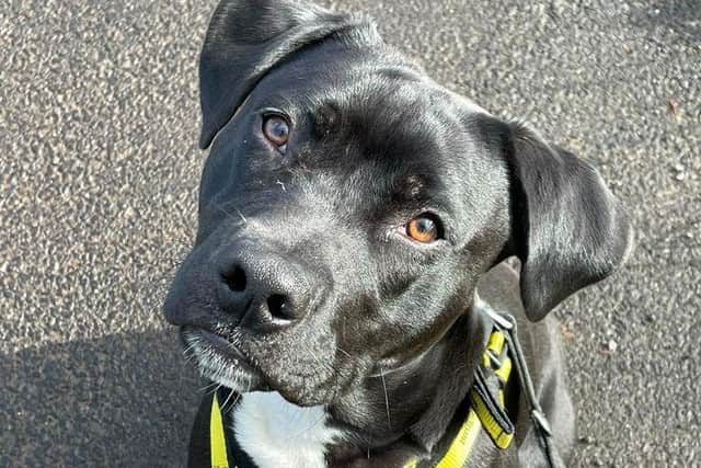 Jester is an excitable, young pup who is full of fun and has lots to learn.