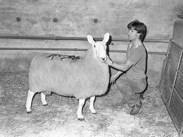 John Minnis from Comber with the Border Leicester champion ram which made a new breed record price of 620 guineas at the show and sale at Ballyclare in September 1981. Picture: Farming Life archives