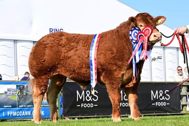 The much admired Limousin bull Jalex Transform is to be offered for sale on Friday evening 18th August on the farm of James Alexander, Randalstown. In addition to a glittering show career this exciting young prospect is bred to perfection hailing from proven sire and dam lines.