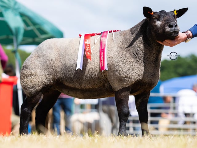 Champion at the National Show was a Shearling Ewe, Derg Haven, from Samantha Allen & Allen Shortt.