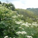 Sweet cicely is one of those herbs you need to grow yourself – refreshingly you can’t pick it up in the supermarket. It has fernlike fronds and a taste like aniseed and liquorice. Picture: Ian Rotherham/National World archives