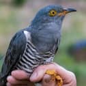 The search for the elusive Cuckoo - Irish Cuckoo Tracking Project hopes to solve migration mysteries