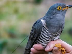The search for the elusive Cuckoo - Irish Cuckoo Tracking Project hopes to solve migration mysteries
