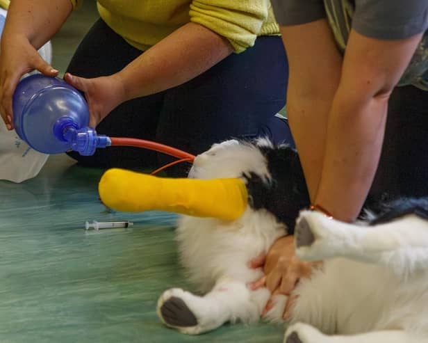 CAFRE Veterinary Nursing students at Greenmount Campus complete RECOVER training to develop their skills in animal patient CPR. Pic: CAFRE