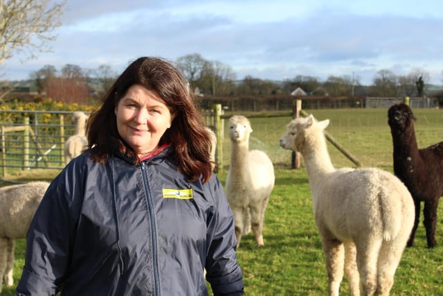 Near Dromara in Co. Down, Michelle Dunniece keeps a more unusual herd of animals - alpacas! Michelle’s been running Mourne Alpacas for 16 years with her husband Stephen and their four children.
