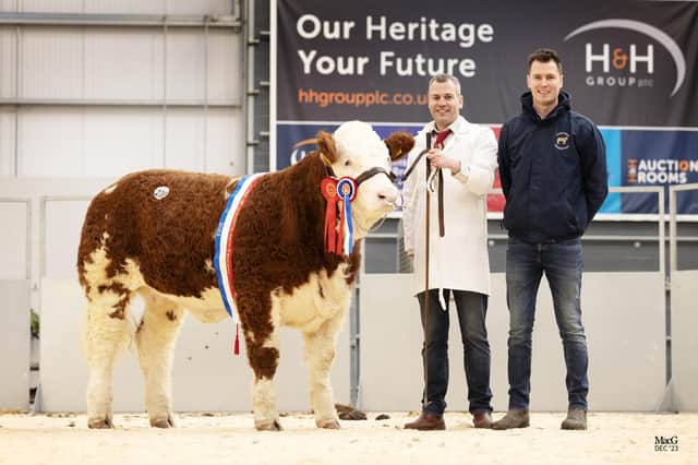 Shane & Paul McDonald with record selling NI Simmental Female Coolcran Heidis Noreen. Pic: Macgregor Photography