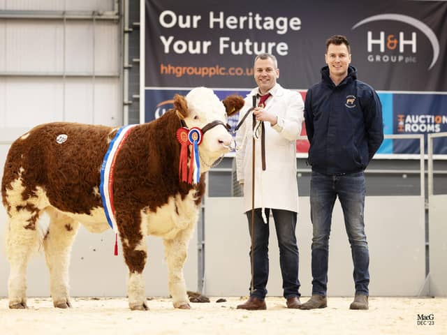 Shane & Paul McDonald with record selling NI Simmental Female Coolcran Heidis Noreen. Pic: Macgregor Photography