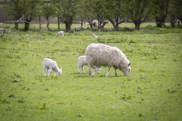 There will be a gap in supply of the EAE (Enzootic Abortion of Ewes) vaccine, Cevac Chlamydia, during the months of June to August, due to a vaccine batch failure in the manufacturing process. (Pic: Freelance)