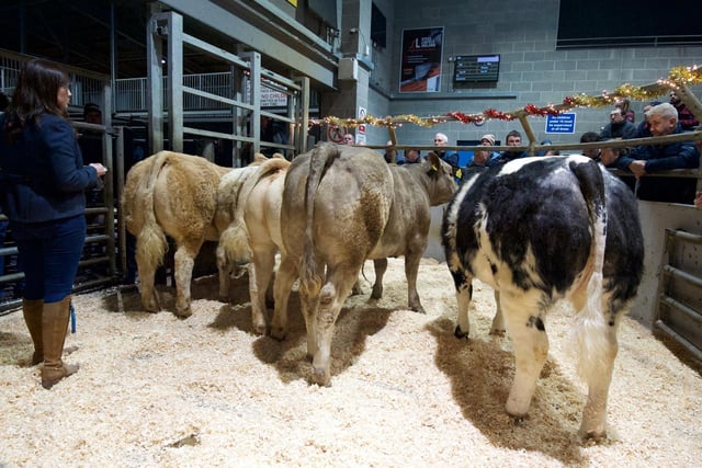 Top class entry of weanling stock at Markethill Marts Christmas Cracker. Pic: Markethill mart