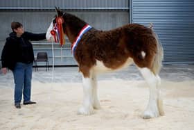 2024 CLHBS Clydesdale Foal Show Overall Champion, Downhill Bonnie from Geoffrey and Lesley Tanner. Photo courtesy of JSA Spiers Photography.