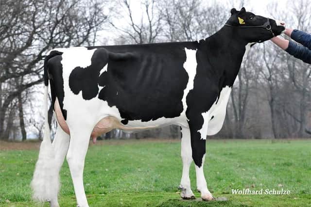 Aeronaut is one of the new Holstein sires available from Ai Services: Both sexed and conventional straws are available. Pic: Wolfhard Schulze