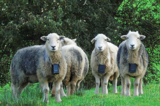 A new and innovative conservation grazing method, using sheep fitted with ‘Nofence’ collars, is being trialled at RSPB Geltsdale in Cumbria