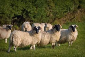 Ewe lambs. Pic: DAERA