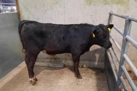 A Darragh Cross farmer topped the native breed category on the day with Lot 605: Aberdeen Angus bull calf at 195kg which sold for £480