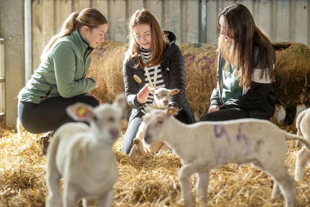 Anna Dunne from Kildalton Agricultural College introduces the lambs to Lola Power and Roisin McGrath from Ard Scoil Na Mara Tramore, Co Waterford, during the Agri Aware farm walk and talk event at Kildalton Agricultural College. Picture: Submitted