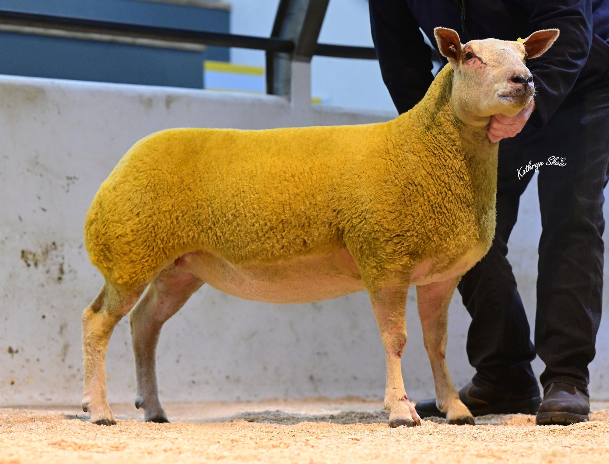 Lot 27 Selling for 2,100 to Edward Buckley
