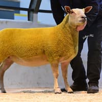 Ballyhunsley ewe lamb tops Charollais sheep’s Dungannon Export Female Sale