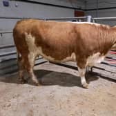 At the cattle sale held at Downpatrick Mart on Monday 25th March 2024 a Downpatrick farmer topped the heavy heifer category on the night with lot 338, a Charolais heifer at 33 months old weighing 772kg which sold for £2,010 (260.4p). Picture: Downpatrick Mart