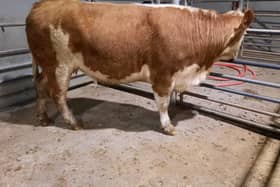 At the cattle sale held at Downpatrick Mart on Monday 25th March 2024 a Downpatrick farmer topped the heavy heifer category on the night with lot 338, a Charolais heifer at 33 months old weighing 772kg which sold for £2,010 (260.4p). Picture: Downpatrick Mart