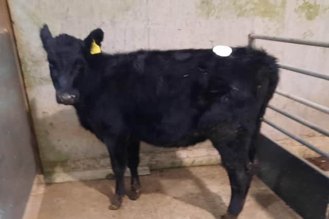 At the cattle sale held at Downpatrick Mart on Saturday 1st March 2024, a Ballynagross farmer topped the drop category on the day with lot 608, an Aberdeen Angus heifer at 202kg which sold for £480. Picture: Downpatrick Mart