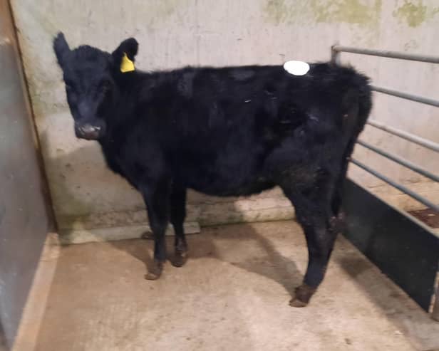 At the cattle sale held at Downpatrick Mart on Saturday 1st March 2024, a Ballynagross farmer topped the drop category on the day with lot 608, an Aberdeen Angus heifer at 202kg which sold for £480. Picture: Downpatrick Mart