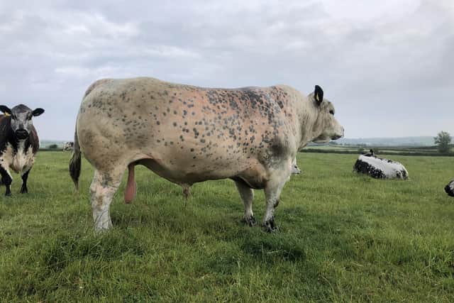 Lanmore Goliath,  the current Speckle Park stock bull on the Bushmills's farm of Richard Creith