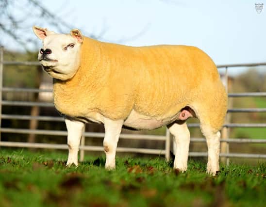 Stewart Ferris topped the sale at 5000 guineas for this exceptional daughter of Corbo Eye Devil from his Bellefield flock