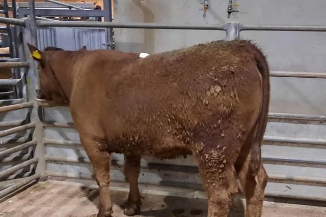 At the cattle sale held at Downpatrick Mart on Monday 8th April 2024, a Downpatrick farmer topped the female category on the night with lot 322, a Charolais heifer at 15 months old weighing 506kg which sold for £1,350 (266.8p). Picture: Downpatrick Mart