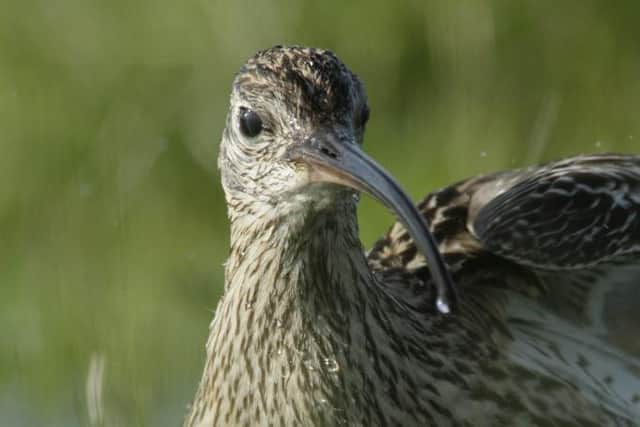 Curlew Rspb Stunning curlew conservation success, as RSPB NI announces spectacular ...