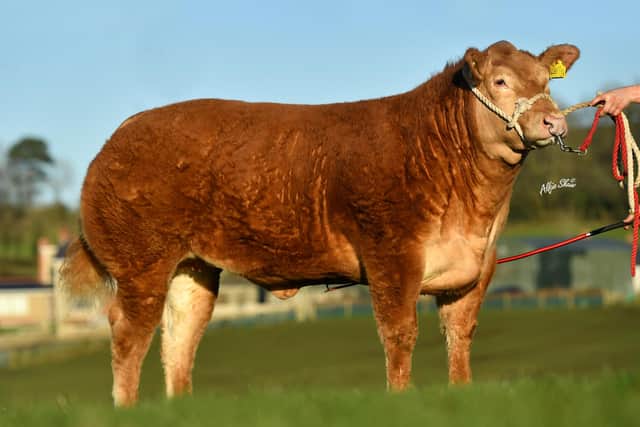 The record breaking Tidy Dancer which sold for £23,000 to Newtownglen Farm, Cushendall.