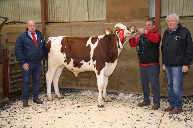 Alan Paul exhibited the reserve champion Slatabogie Aviator Red. Included are Gareth Bell, Genus ABS; and Ian Watson, judge. Picture: John McIlrath