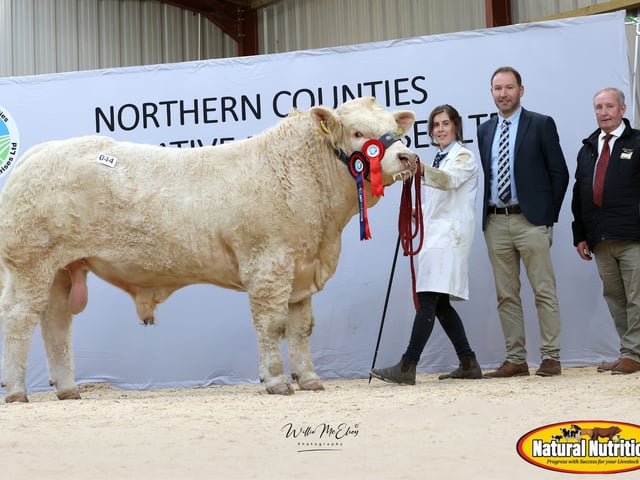 Woodpark Alfie - Reserve Supreme Overall Champion - Will Short - 8,500gn