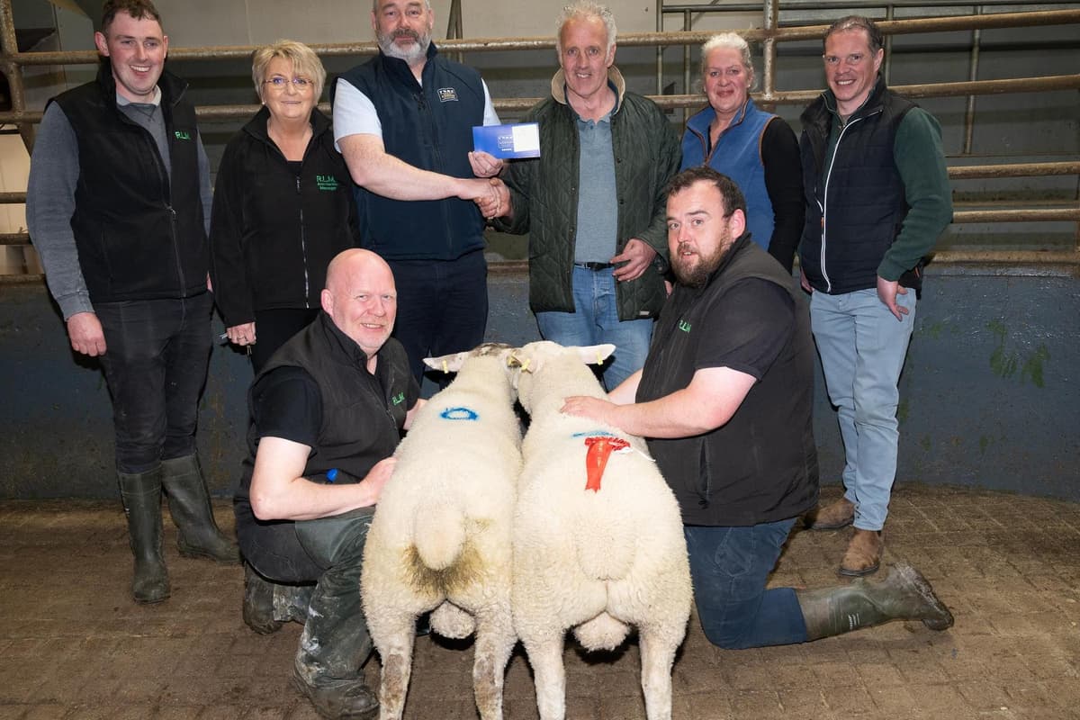 Gala Raphoe In pictures: Raphoe Livestock Mart Spring Lamb Show and Sale