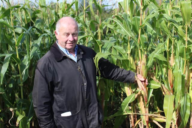 Bio-Sil's Frank Foster inspecting a crop of forage maize in Co Armagh earlier this week. Pic: Richard Halleron