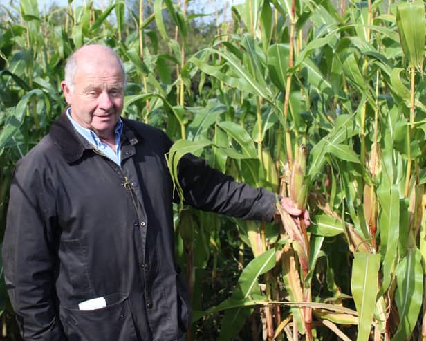 Bio-Sil's Frank Foster inspecting a crop of forage maize in Co Armagh earlier this week. Pic: Richard Halleron