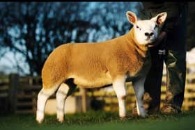 Lot 62 - Hexel - top price ewe lamb