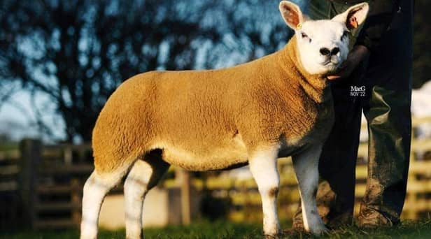 Lot 62 - Hexel - top price ewe lamb
