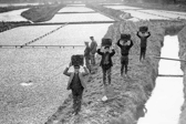The Watercress Harvest in March 1936 at Cassiobridge in Watford, Hertfordshire.