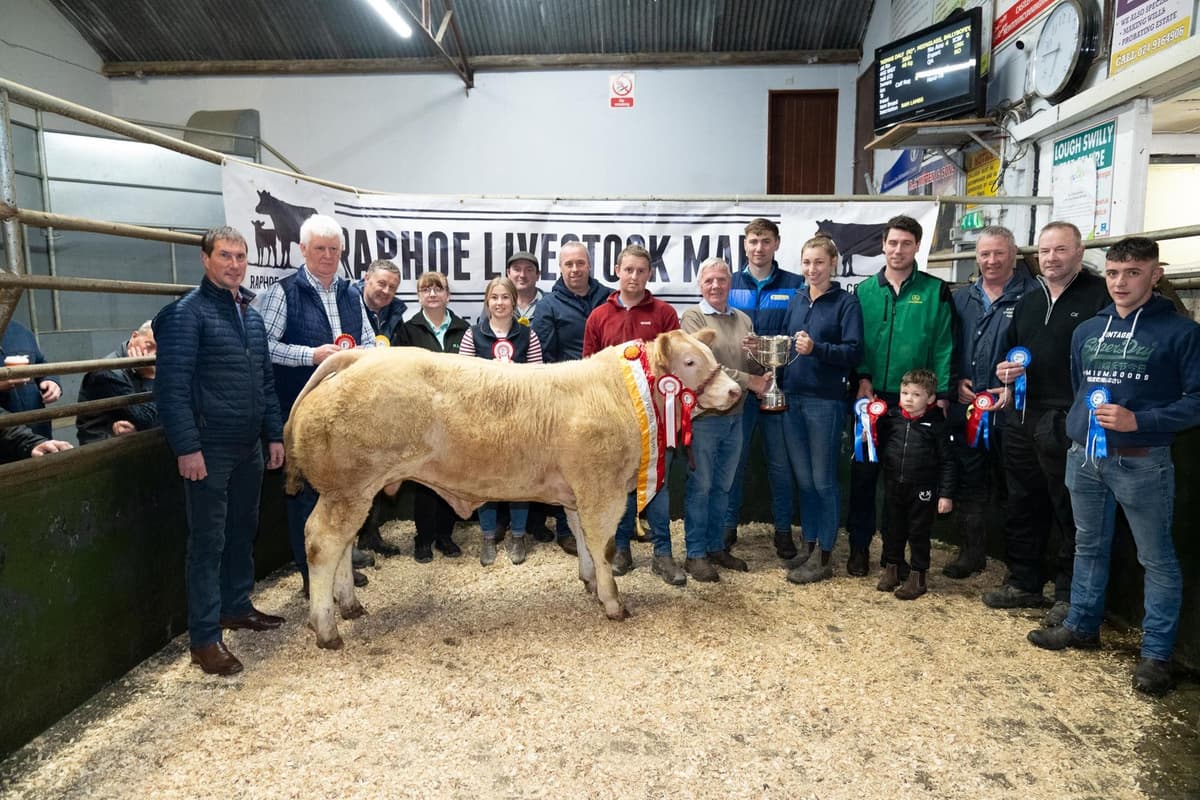 Manse Raphoe In pictures: Raphoe Livestock Mart weanling show and sale which was ...